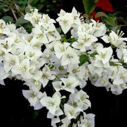 Nature Rabbit Bougainvillea Dwarf white Plant