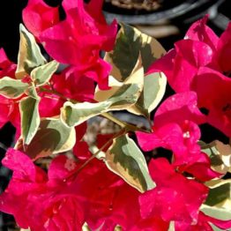 Nature Rabbit Bougainvillea Variegated Red Plant