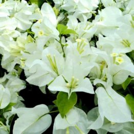 Nature Rabbit Bougainvillea White Plant