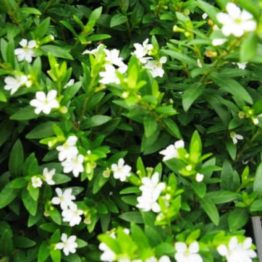 Nature Rabbit Cuphea Hyssopifolia White Plant