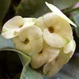 Nature Rabbit Euphorbia Ivory White Plant