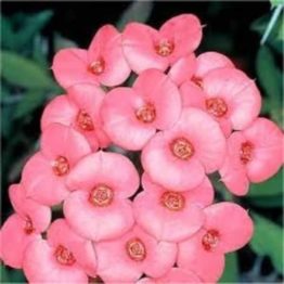 Nature Rabbit Euphorbia Light Pink Plant