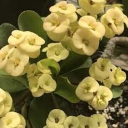 Nature Rabbit Euphorbia Yellow Plant