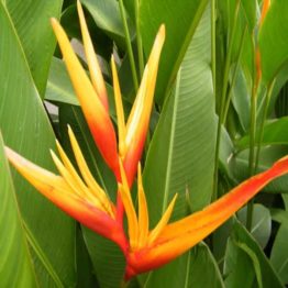 Nature Rabbit Heliconia Golden Tourch Plant