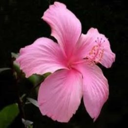 Nature Rabbit Hibiscus Pink Plant