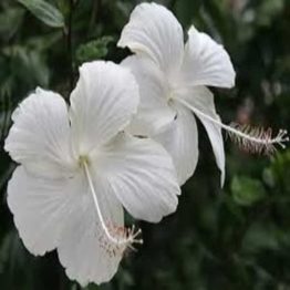 Nature Rabbit Hibiscus White Plant