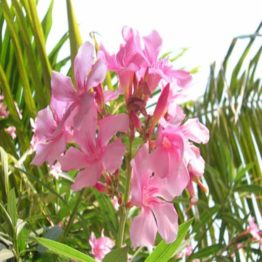 Nature Rabbit Kaner Pink Single Plant