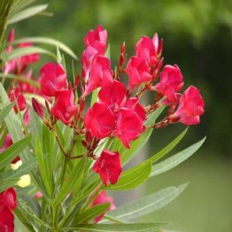 Nature Rabbit Kaner Red Plant
