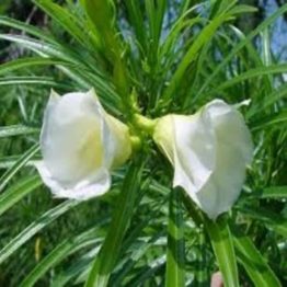 Nature Rabbit Kaner White Plant
