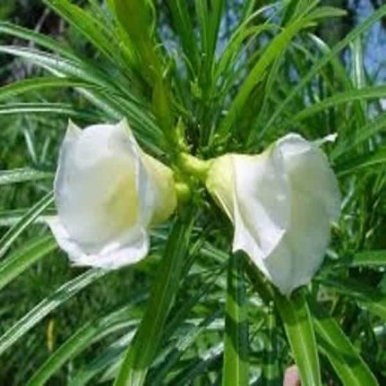 Oleander / Cascabela Thevetia / Bitti (White) Plant – Nature Rabbit