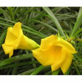 Nature Rabbit Kaner yellow Plant