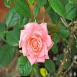 Nature Rabbit Miniature Rose Peach Plant