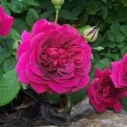 Nature Rabbit Miniature Rose Rani Plant