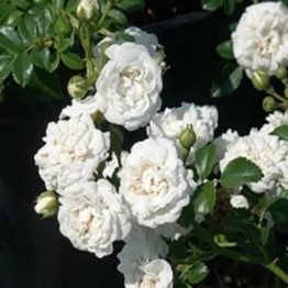Nature Rabbit Miniature Rose White Plant