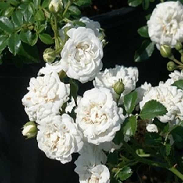 Miniature Rose / Button Rose (White) Plant – Nature Rabbit