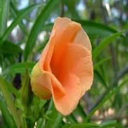 Nature Rabbit Oleander Peach Plant