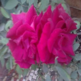 Nature Rabbit Rose Rani Colour Plant