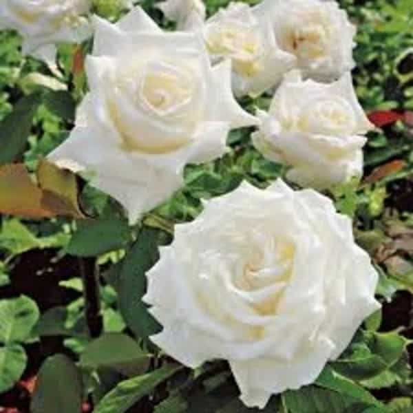 Rose (White) Plant – Nature Rabbit