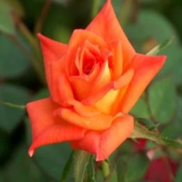 Nature Rabbit Rose orange Plant