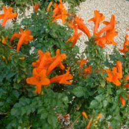 Nature Rabbit Tecoma Orange Plant