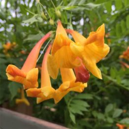 Nature Rabbit Tecoma Yellow Orange Plant (1)
