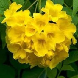 Nature Rabbit Tecoma Yellow Plant