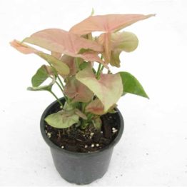 Nature Rabbit syngonium pink plant
