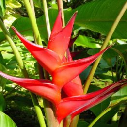 Nature Rabbit Heliconia Red Plant