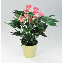 Nature Rabbit Anthurium Pink Plant