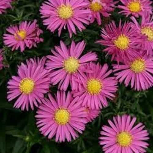 Aster (Pink) Plant – Nature Rabbit