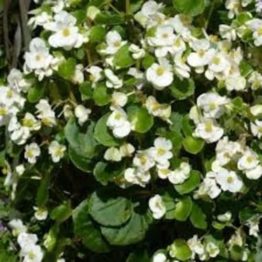 Nature Rabbit Begonia White plant