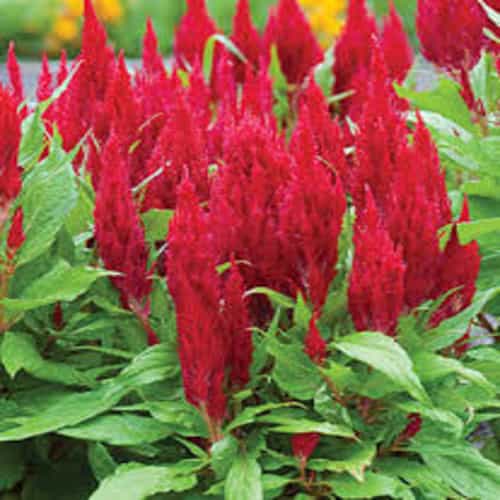 Celosia (Red) Plant