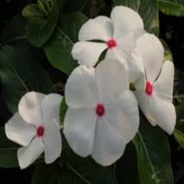 Nature Rabbit Vinca white plant