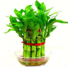 Nature Rabbit 2 layer lucky Bamboo Plant