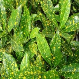 Nature Rabbit Croton Gold Dust Big Leaves Plant 1