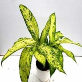 Nature Rabbit Dieffenbachia Starbright Plant 1
