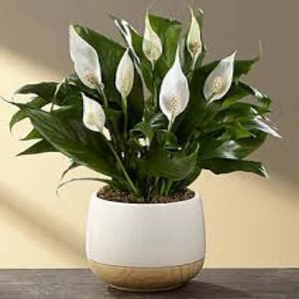 Lily peace Peace Lily