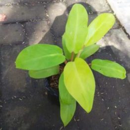 Nature Rabbit Philodendron Ceylon Golden Plant