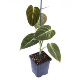 Nature Rabbit Philodendron Melanochrysum Black Gold Philodendron