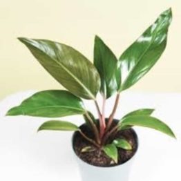 Nature Rabbit Philodendron Red Congo Plant