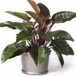 Nature Rabbit Philodendron Red Plant