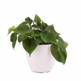 Nature Rabbit Philodendron Scandens Oxycardian Plant