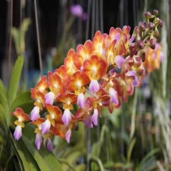 Fragrant Orchid / Vanda Bankok Sunset Sweet Smell plant – Nature Rabbit