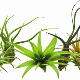 Indoor Air Plants