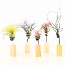 Table Top Air Plants
