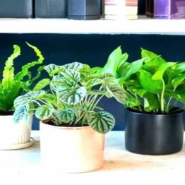 Indoor Foliage Plants