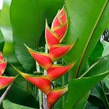 Nature Rabbit Heliconia cover image