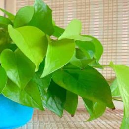 Indoor Air Purifying Plants