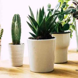 Indoor Cactus & Succulents