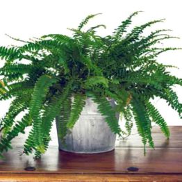 Table Top Ferns